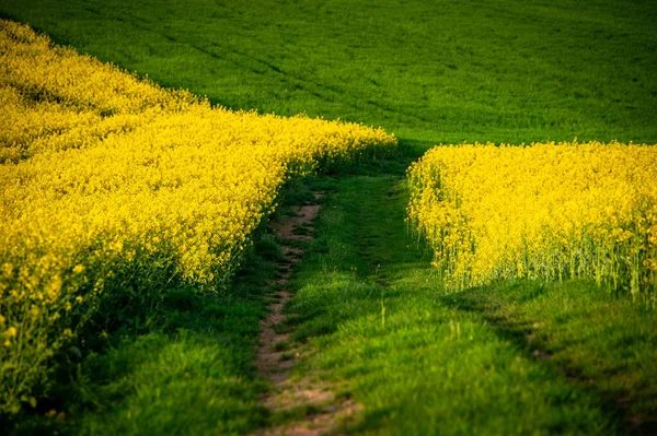 Zemědělská Krása Jarní Řepka Pšenice Pole Krásná Zemědělská Krajina — Stock fotografie