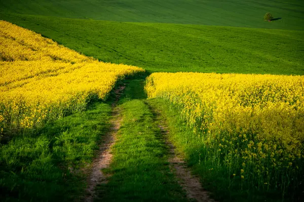 Весеннее Великолепие Рапсовых Пшеничных Полей Цвету Прекрасный Сельскохозяйственный Ландшафт — стоковое фото