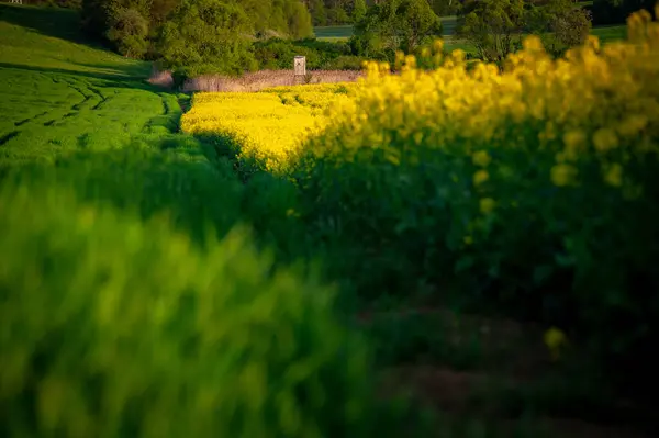 Campos Florecientes Colza Trigo Bajo Sol Primaveral Hermoso Paisaje Agrícola —  Fotos de Stock