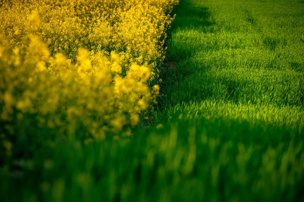 Симфония Цветных Рапсовых Пшеничных Полей Весной Прекрасный Сельскохозяйственный Ландшафт — стоковое фото