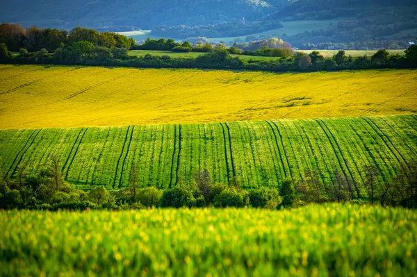 Pleine Floraison Splendeur Printemps Dans Beau Paysage Agricole — Photo
