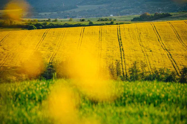 Весенняя Серость Рапс Варенье Полном Цвете Прекрасный Сельскохозяйственный Ландшафт — стоковое фото
