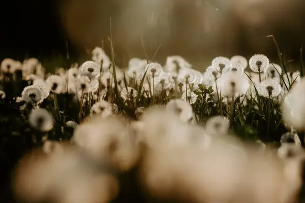 Spring Whisper Dandelion Meadow Bathed Evening Light — Stock Photo, Image