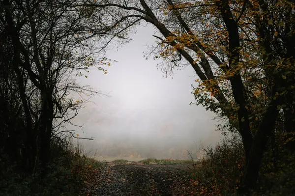Melancholic Foggy Autumn Morning Colors Brown Gray Depressive Autumn Mood — Stock Photo, Image