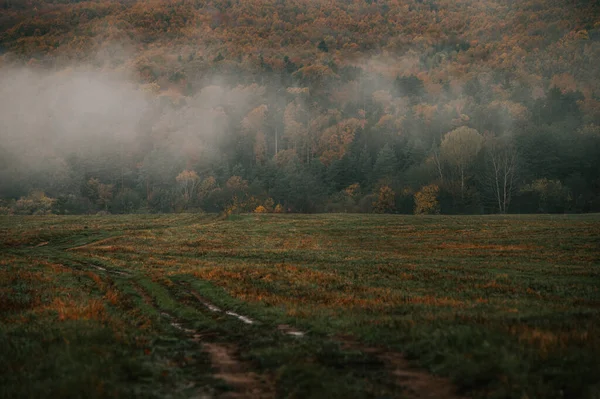 メランコリックの霧の秋の朝 暗い森の近くの不毛な牧草地 茶色と灰色の色で 印象的な秋の気分 スペースを編集する — ストック写真