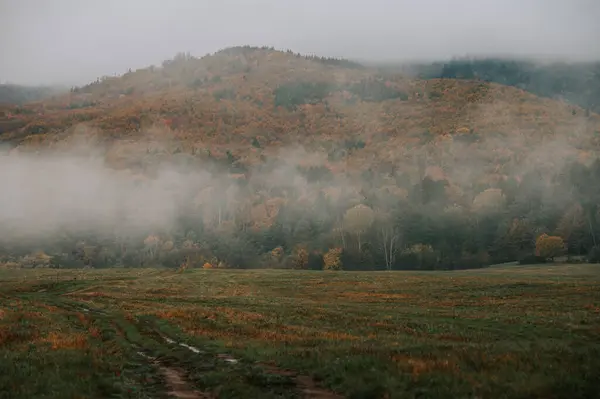 Whispers Solitude Melancholic Symphony Brown Gray Fog Enveloped Autumn Morning — Stock Photo, Image