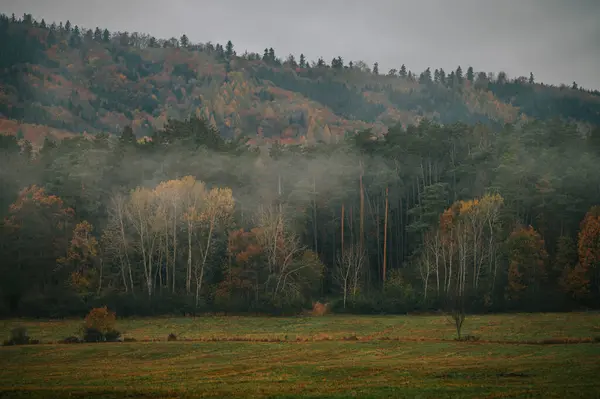 Éterické Šero Osamělá Krása Mlhavého Podzimního Úsvitu Okraji Pustiny — Stock fotografie