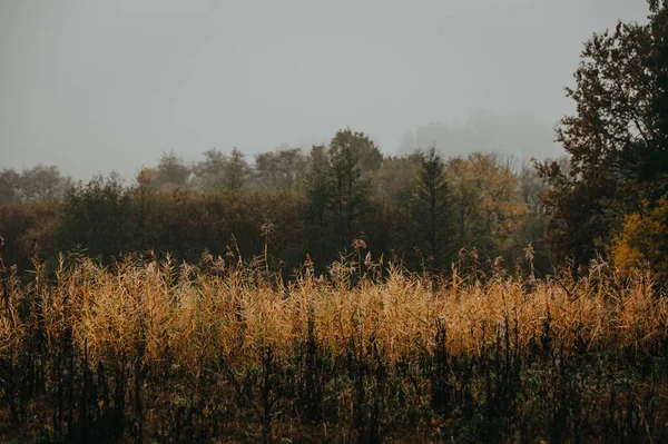 Captivating Exploration Depressive Autumnal Nuances Harmonizing Brown Gray Edited Ethereal — Stock Photo, Image