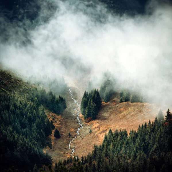 Mist over autumn Carpathian forest. River, trees and grey autumn after winter. Melancholic mood. Square format, edit space for your montage