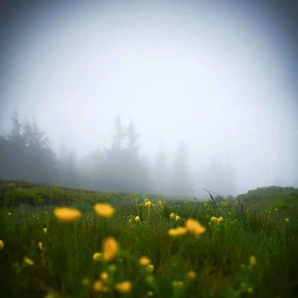 Nebelige Frühlingsnatur Den Bergen Ökologische Foto Dunkel Frische Stimmung Bearbeiten — Stockfoto