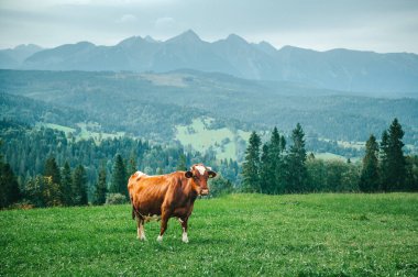 Yeşil çayırda inek otlatıyor, arka planda High Tatras. Polonya ve Slovakya 'da mandıracılık