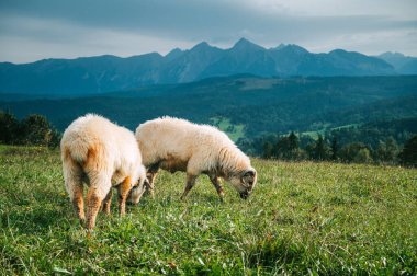 Büyüleyici Yüksek Tatralarla Yeşiller Üzerinde Koyun Otlatma Manzarası: Slovakya ve Polonya 'nın Süt Ürünleri Uygulamalarını Keşfetmek