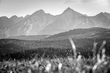 Black and White photo. The Beauty of the Wild: A Captivating Landscape of Tall Pines and Massive Mountains. Adventure and Freedom. Edit space clipart