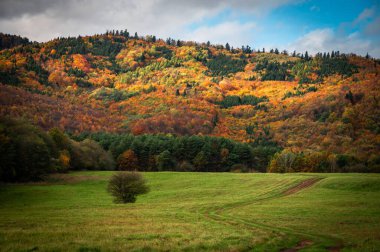 Güneş ışığı, Karpat Ormanı 'nın sonbahar gölgesinde yeşil çayırların altında dans eder.
