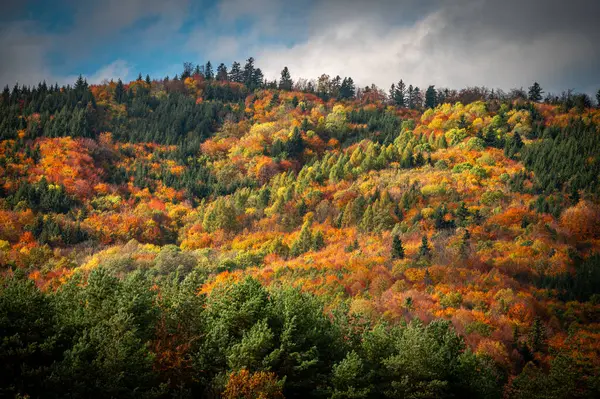 Carpathian Dağları Vibrant Autumn 'daki Huzurlu Köyü Sardı