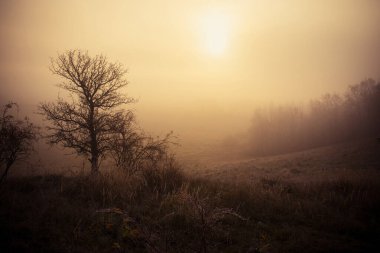 Hazy Autumn Dawn, a Burst of Vibrant Reds and Oranges in the Countryside clipart