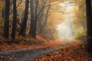 Sonbahar ormanı boyunca turuncu yol. Sonbahar macerası, turuncu duvar kağıdı