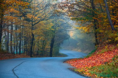 Kırmızı ve turuncu ağaçlı renkli sonbahar yolu