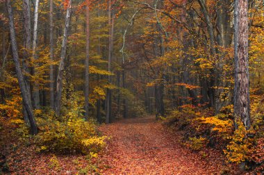 Sonbahar ormanı boyunca turuncu yol. Sonbahar macerası, turuncu duvar kağıdı