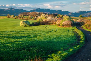 Parlak yeşillik ve beyaz çiçekli çalılarla bahar boyunca sakin kırsal alan