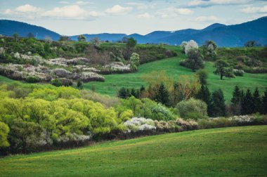 Yeşil çayırlar ve ağaçlar ve tarlalar arasında beyaz çiçeklerle sakin kırsal bir sabah.