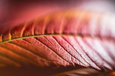 Close Up View of Radiant Red Fall Leaves in Stunning Detail, Highlighting the Beauty of Autumns Palette clipart