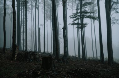 Sisli melankolik orman. Ağaçlar sisin içinde kayboluyor, siluetleri yavaş yavaş sisli sislerin içinde eriyor.