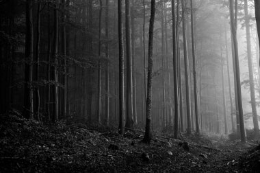 Sisli bir akşamda kasvetli ve gizemli Karpatlar ormanı. Düşünceli siyah beyaz fotoğraf