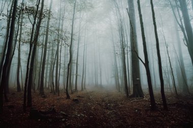 Gloomy misty forest in the Depressing autumn evening. Trees shadows vanishes into the distance clipart