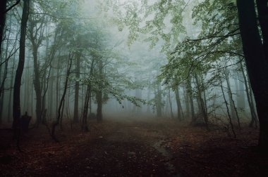 Yağmurdan sonra kasvetli yeşil sisli orman. Sis, ağaçları birer birer yutuyor. Sisin içinde kaybolduklarında ana hatları zayıflıyor.