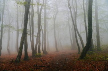 Sisin içinde turuncu ve yeşil orman. Ağaçların katmanları sisin içinde bulanıklaşıyor. Yağmur sonrası yaz ormanı.