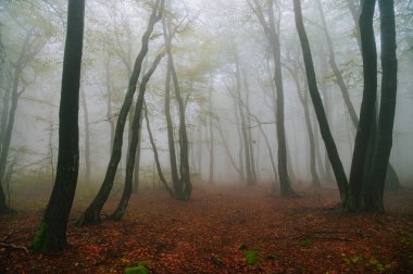 Yağmurdan sonra büyüleyici bir orman. Sihirli ormanın içinde sonbahar sonları