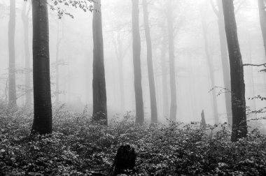 Yağmurdan sonra melankolik sisli orman. Siste gizlenmiş ağaçlar. İç karartıcı siyah beyaz fotoğraf