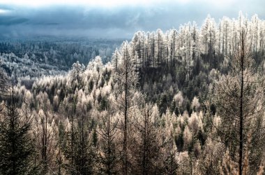 Karla kaplı çam ağaçları pitoresk bir kış ortamı yaratır.