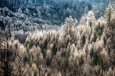 Karla kaplı bir orman, tatil anıları ve açık hava keşifleri için ideal.