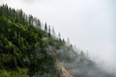 Karpat tepelerinin sırtı siste gizlidir. Slovakya, Low Tatras 'ta sonbahar dönüşümü, kasvetli sonbahar atmosferinin fotoğrafı.
