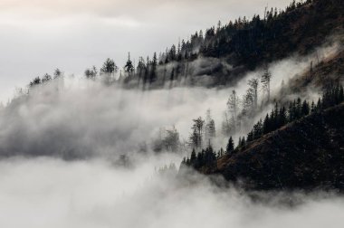 Sessiz bir sonbahar sabahı Misty Carpathian Hills 'in Melancholy' sine sarılmış