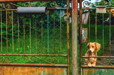 Bir kapının önünde bir köpek oturuyor. Kapı paslanmış ve üzerinde bir işaret var.