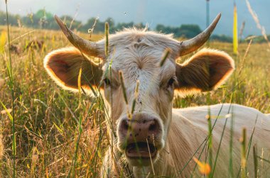 Kafası aşağıda bir inek tarlada. İneğin boynuzları var ve kameraya bakıyor.