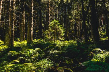 Yüksek Tatras, Slovakya. Ortasında ağaç olan bir orman. Ağaç yeşil yapraklarla çevrilidir. Yapraklar yerde.