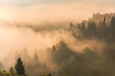 Ağaçları ve sisli gökyüzü olan sisli bir orman. Ağaçlar uzun ve gökyüzü puslu.