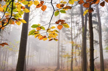 Üzerinde yapraklar olan bir ağaç. Yapraklar sarı. Gökyüzü bulutlu.