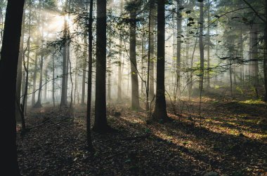 Ağaçlar ve güneş ışığı olan bir orman. Ağaçlar uzun ve güneş ışığı yaprakların arasından parlıyor.