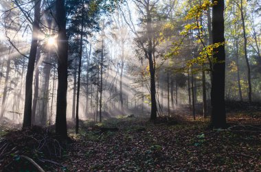 Ağaçların arasından parlayan güneş ışığı. Güneş gökyüzündedir. Ağaçlar yeşil. Yapraklar sarı.