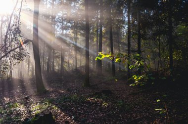 Ağaçların arasından parlayan güneş ışığı. Güneş gökyüzündedir. Ağaçlar yeşil.