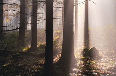 Ağaçları ve kayaları olan bir orman. Güneş ağaçların arasından parlıyor. Yer yapraklarla kaplı.