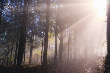 Ağaçlar ve güneş ışığı olan bir orman. Güneş ağaçların arasından parlıyor. Ağaçlar uzun ve yeşil.