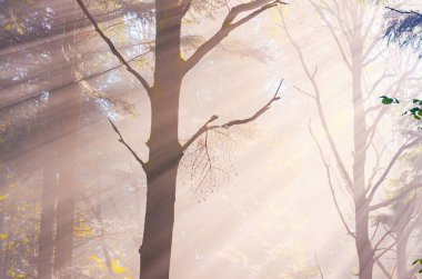 Ormanın ortasında dalı olan bir ağaç. Güneş ağaçların arasından parlıyor.