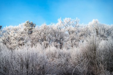 Tarlalarda ve ağaçlarda don olan büyülü beyaz bir Noel sabahı