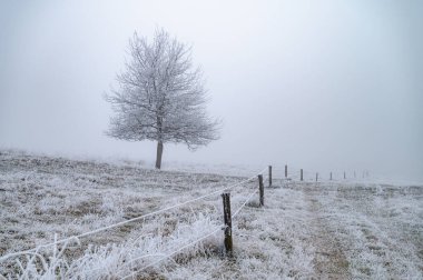Sihirli beyaz bir Noel manzarasında duran yalnız bir ağaç. Sessizlik, huzur ve kış merakı sahnesi.